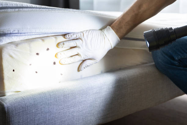 Best Termite Control Services  in Osburn, ID