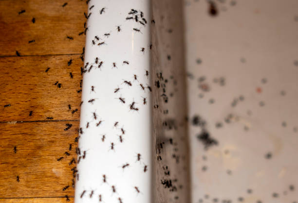 Best Affordable Pest Control Services  in Osburn, ID