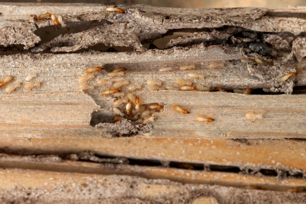 Best Bed Bug Extermination  in Osburn, ID